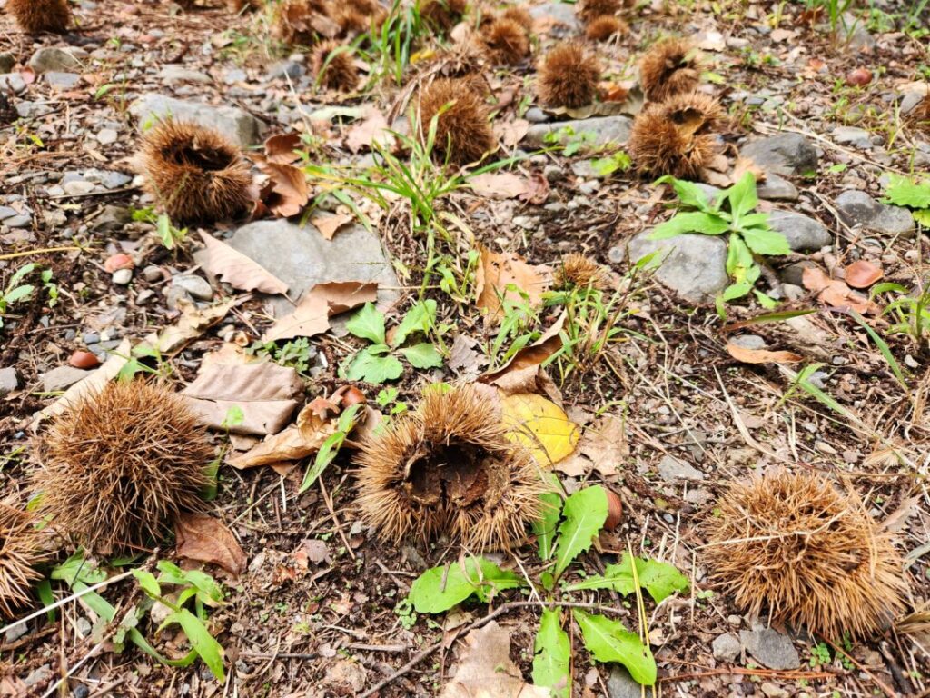 国営アルプスあづみの公園】の「堀金・穂高地区」