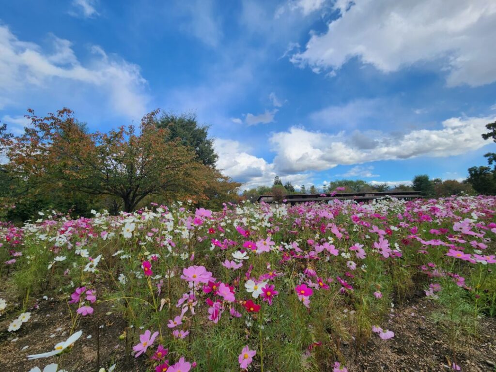 国営アルプスあづみの公園】の「堀金・穂高地区」