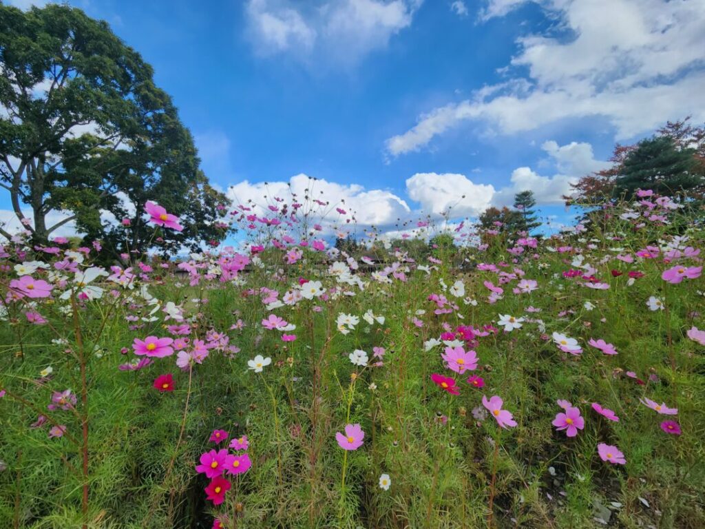 国営アルプスあづみの公園】の「堀金・穂高地区」