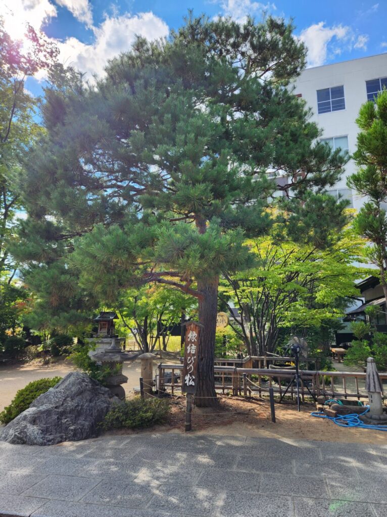 四柱神社の縁結びの松