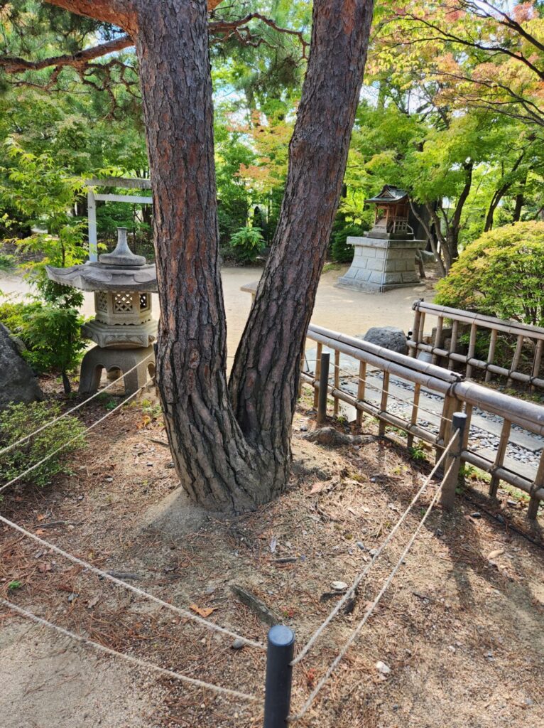 四柱神社の縁結びの松